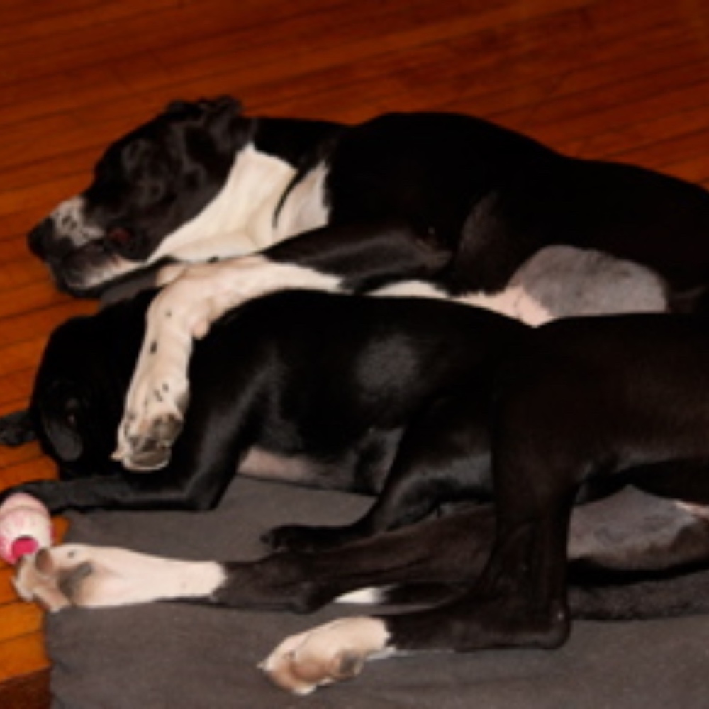 Sometimes We Just Need a Hug! Meet your Posher, J!